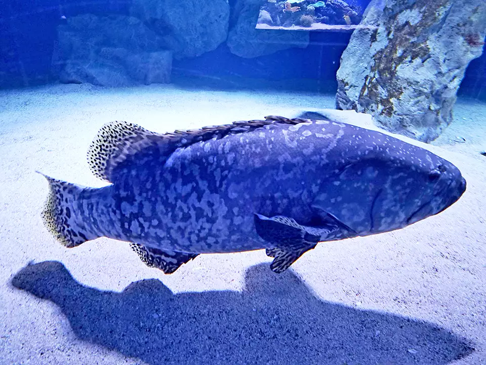 Aquarium Pula at Fort Verudela
