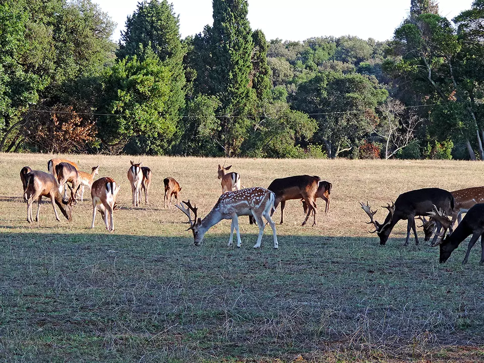 Brijuni National Park islands near Pula